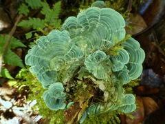 Cora glabrata