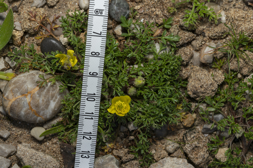 Image of Ranunculus isthmicus by (c) Eleftherios Katsillis, some rights reserved (CC BY)