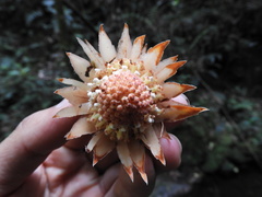 Langsdorffia hypogaea