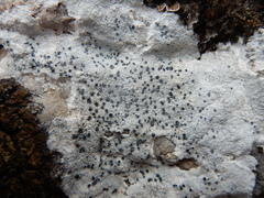 Buellia spuria