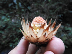 Langsdorffia hypogaea