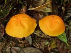 Hymenogloea papyracea