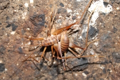 Dolichopoda