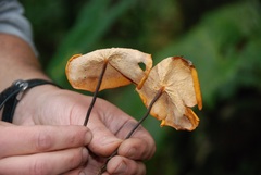 Marasmius cladophyllus