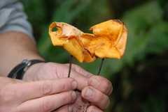 Marasmius cladophyllus