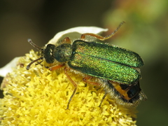 Cerocoma schaefferi