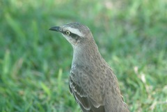 Mimus saturninus