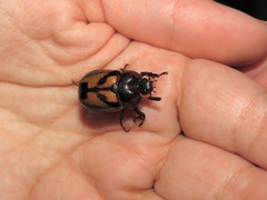 Oryctomorphus bimaculatus