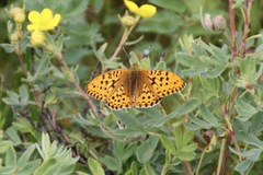 Argynnis xipe