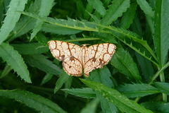 Heterostegane subtessellata