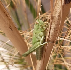 Schistocerca cancellata