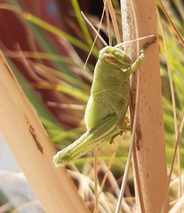 Schistocerca cancellata