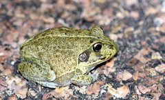 Ranoidea novaehollandiae