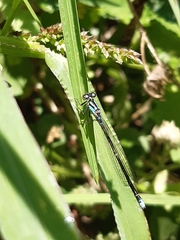 Cyanallagma interruptum