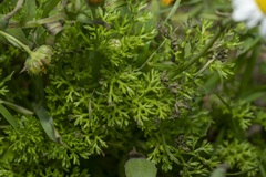 Anthemis chia