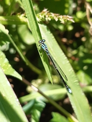 Cyanallagma interruptum