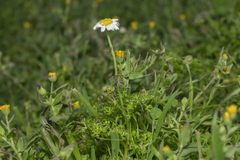 Anthemis chia