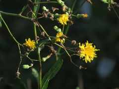 Sonchus arvensis uliginosus