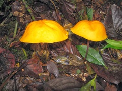 Hymenogloea papyracea