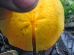 Hymenogloea papyracea