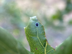 Tetraleurodes perileuca