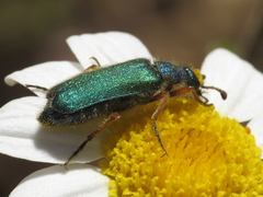 Cerocoma schaefferi