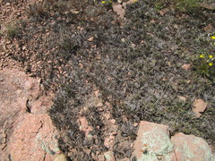 Selaginella corallina