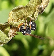 Eumeninae