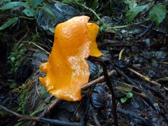 Hymenogloea papyracea