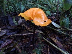 Hymenogloea papyracea