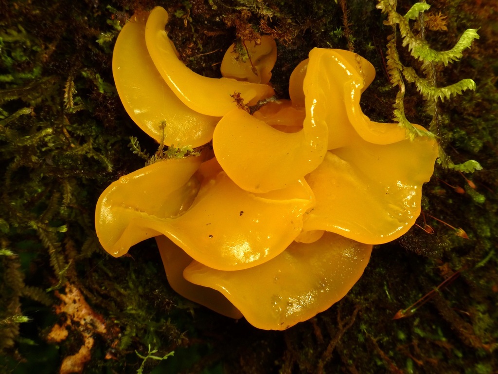 Tremella brasiliensis