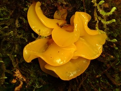 Tremella brasiliensis