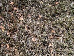Selaginella corallina
