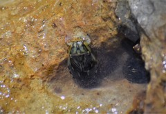 Ambrysus