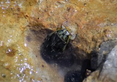 Ambrysus