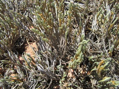 Selaginella corallina