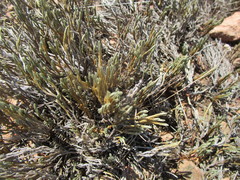 Selaginella corallina