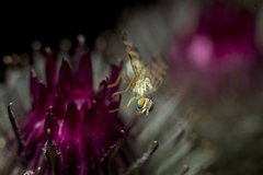 Terellia nigronota