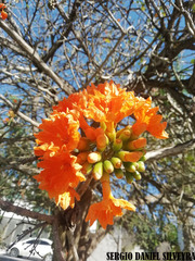 Cordia dodecandra