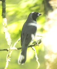 Schistochlamys melanopis