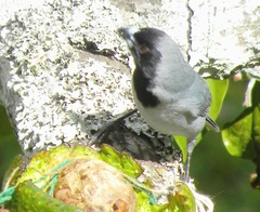 Schistochlamys melanopis