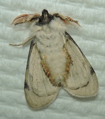 Iropoca rotundata