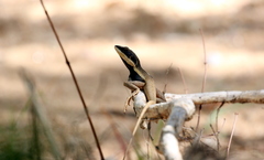 Lophognathus gilberti