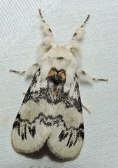 Iropoca rotundata