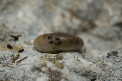 Eopolita protensa