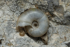 Eopolita protensa
