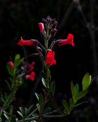 Gambelia