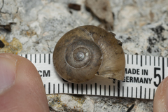 Eopolita protensa