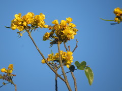 Senna racemosa