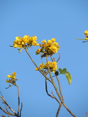 Senna racemosa